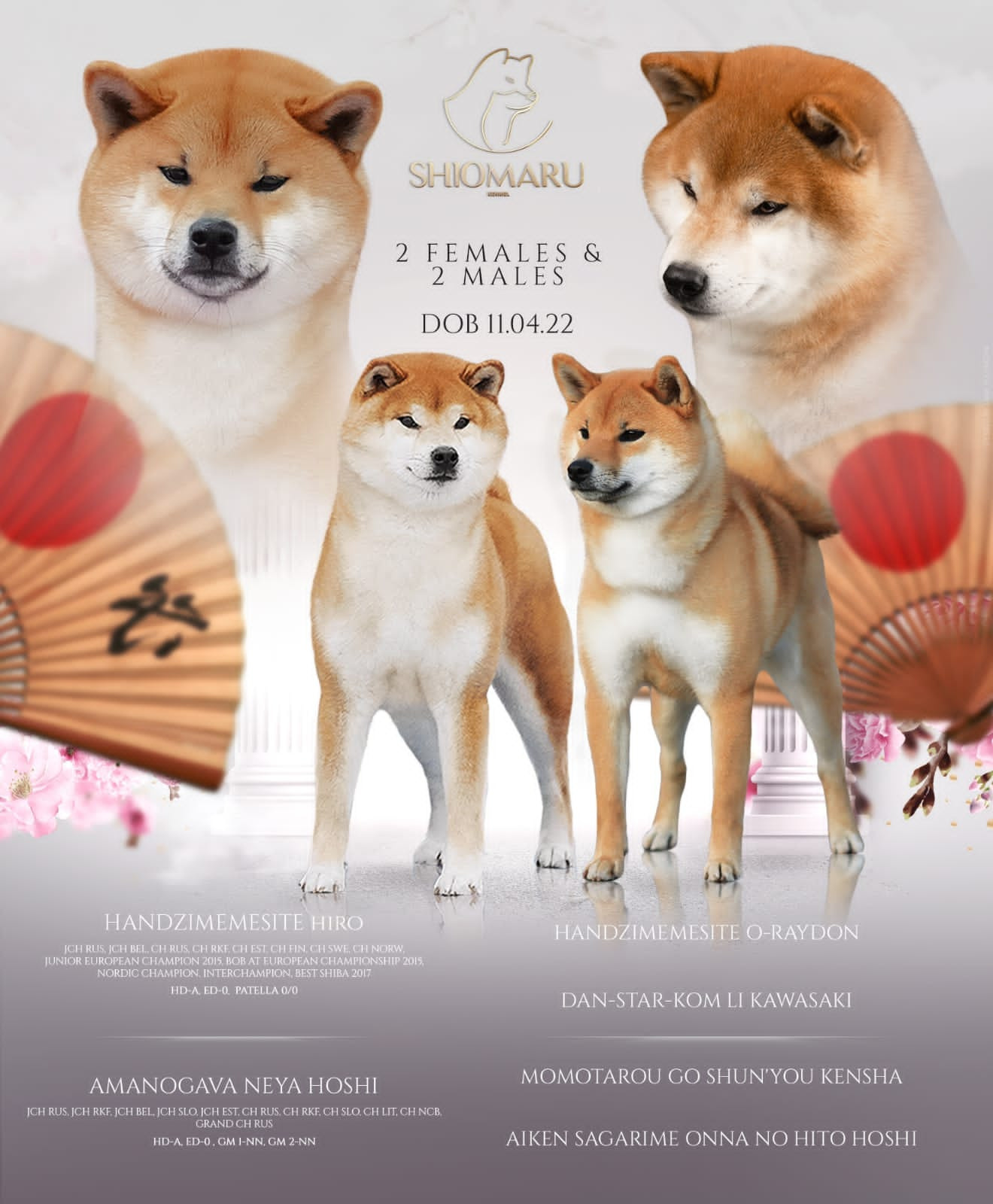 ПОМЕТ A-2022. SHIOMARU Shiba and Akita Inu Kennel