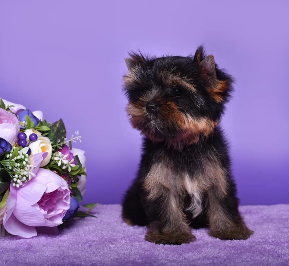 Very dark nice girl 3 month old. Adult weight 5 — 5.5 lbs. Питомник Йоркширских терьеров Дэнстайл в Санкт-Петербурге заводчик Тих