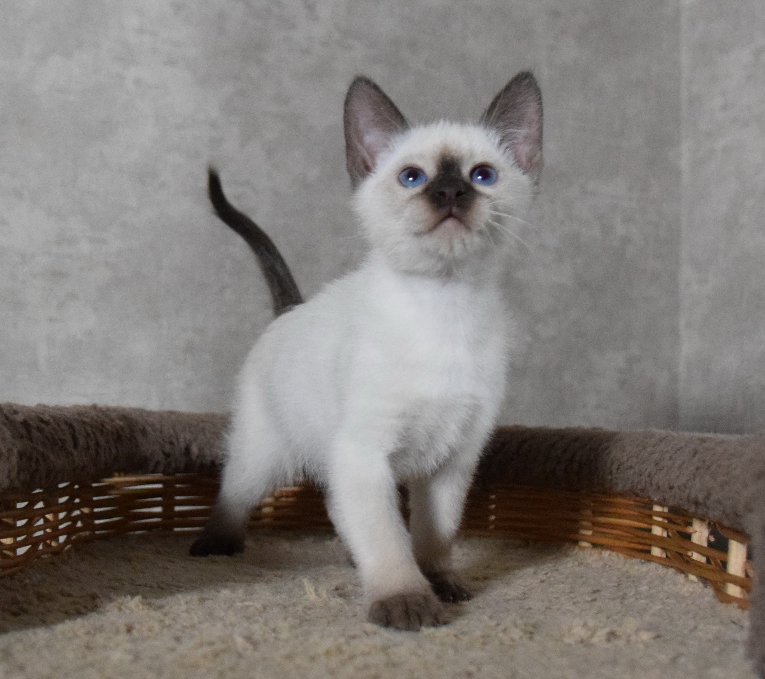 Котята. Питомник тайских кошек в Санкт-Петербурге Noyland