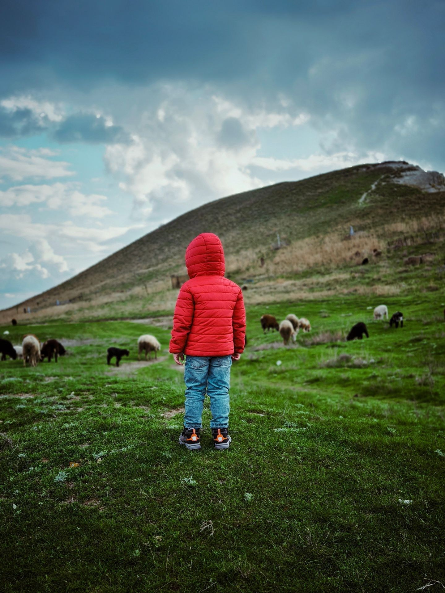 Мальчик в красной куртке стоит на зелёном поле, наблюдая за пасущимися овцами на фоне холма