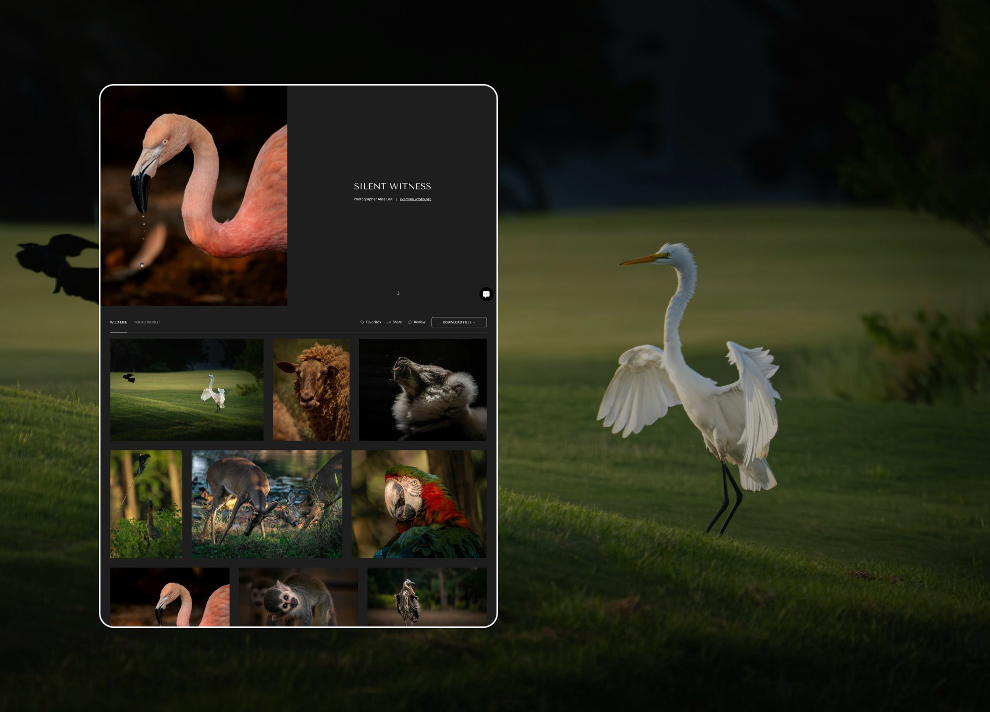 Gallery Examples. Order a website from Wfolio designers