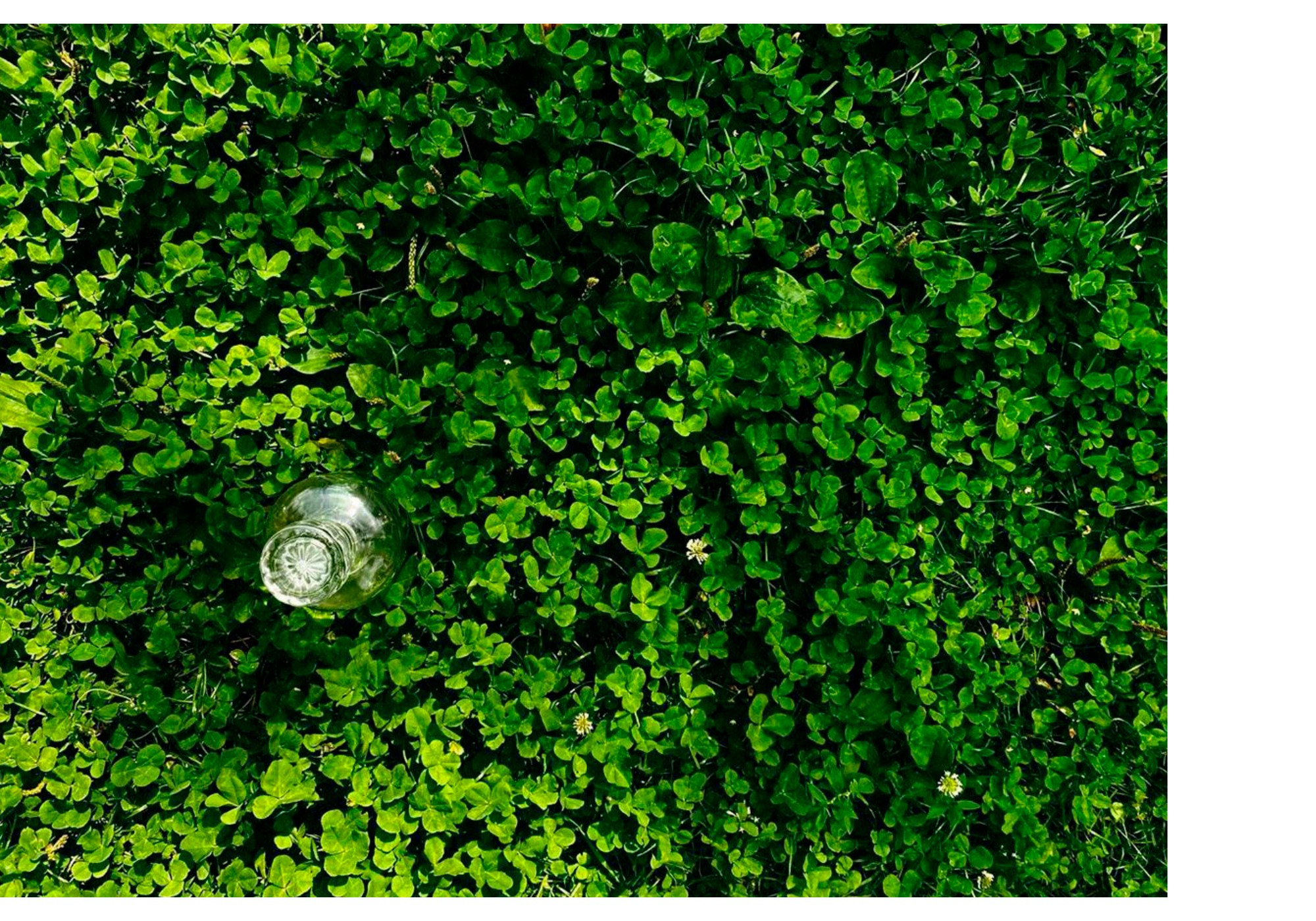 Lost and found. Mobile photo