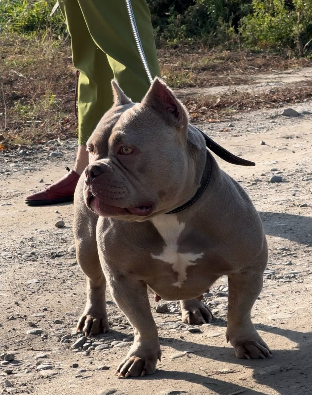Пристройство собак. Питомник собак Иркутск