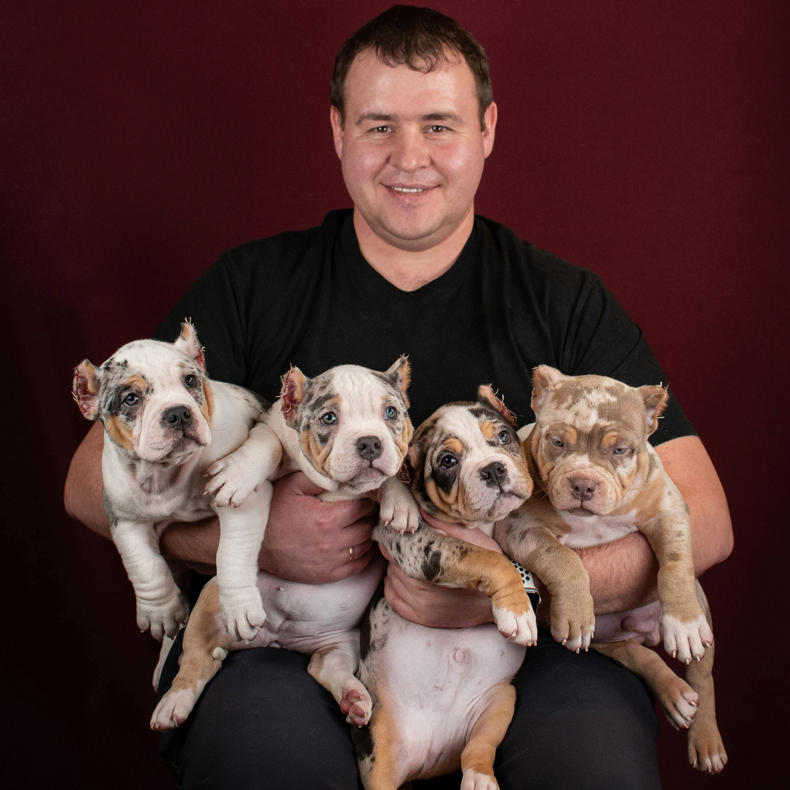 американский булли купить в беларуси, американский булли стандарт купить, американский булли купить москва московская область, купить американского булли в россии,