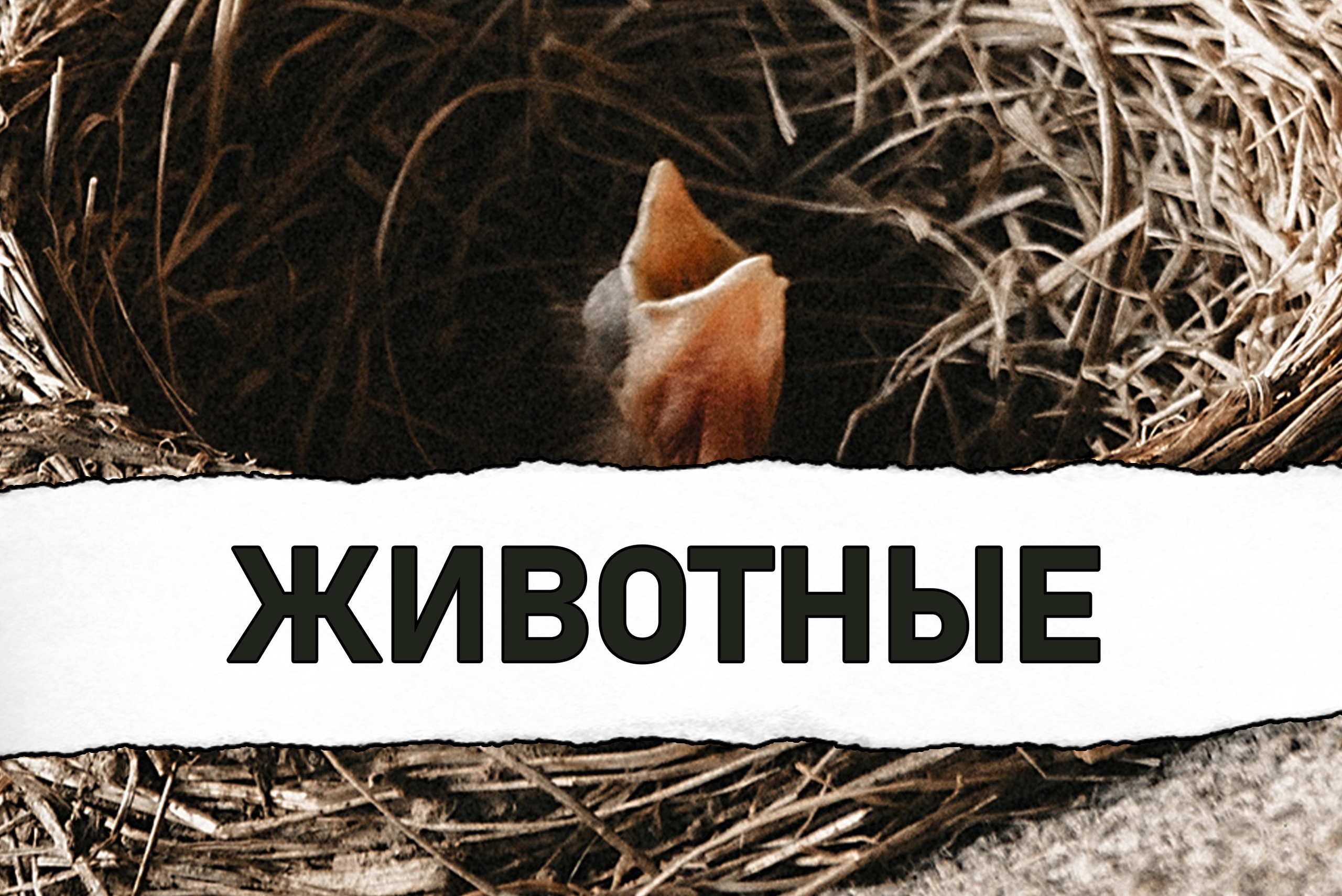 Сергей Глебов - фотограф