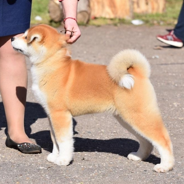 Выпускники питомника. SHIOMARU Питомник сиба и акита-ину