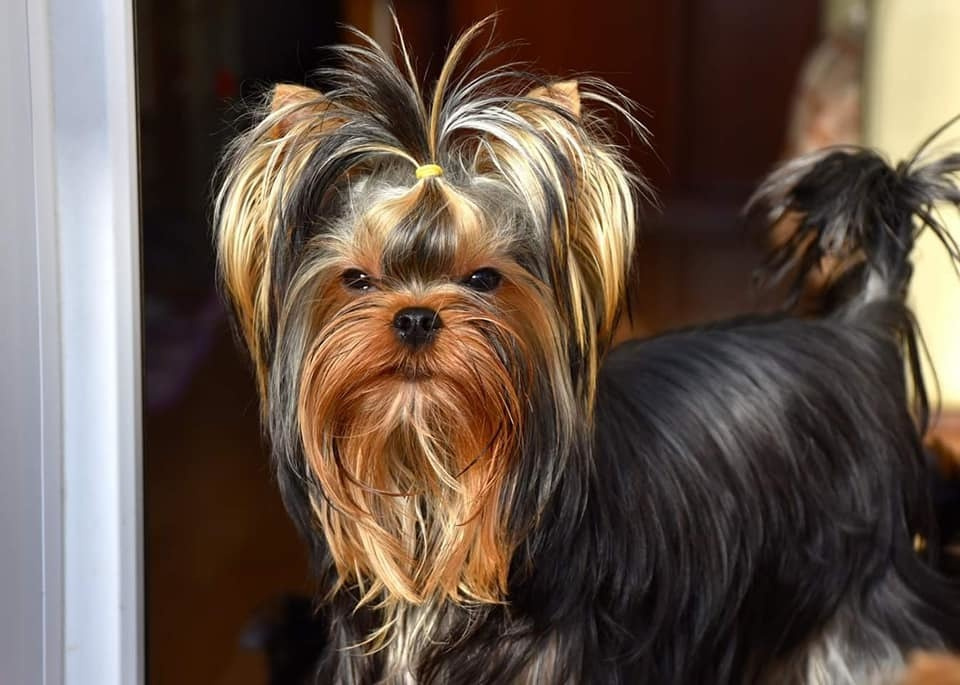 МИТТЭН СКАЙ ЗОИ САЛДАНА. Питомник Йоркширских терьеров Дэнстайл в Санкт-Петербурге заводчик Тих