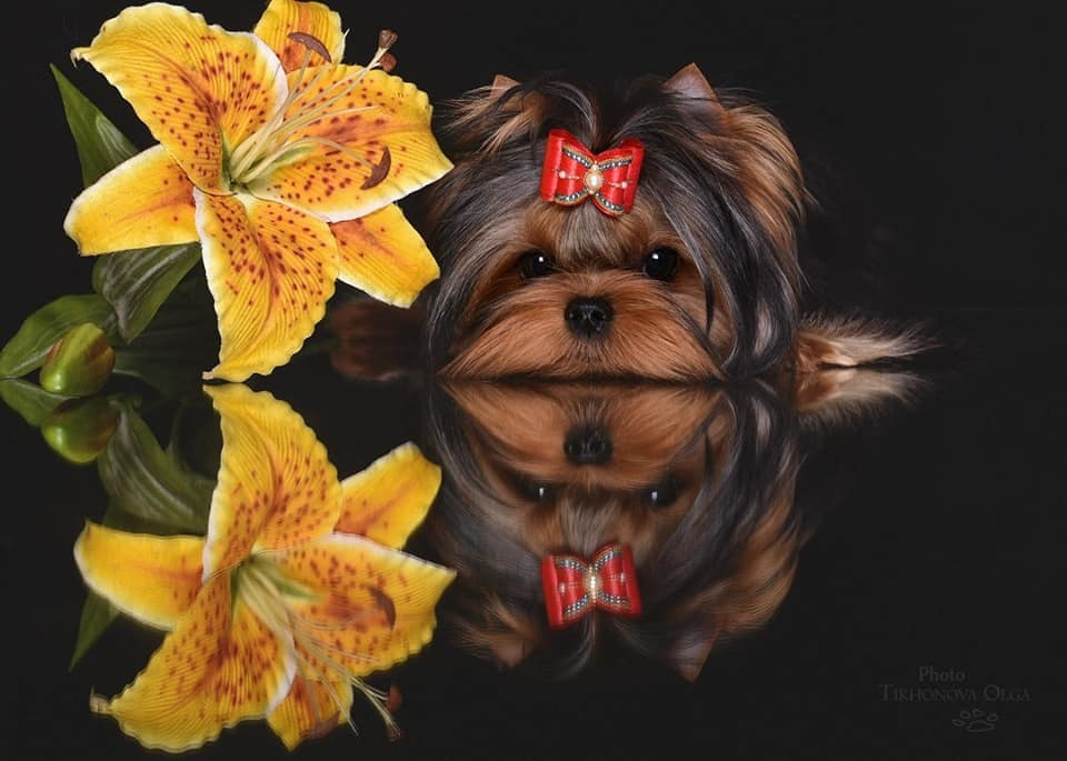 STEEL STAR BOSS HUGO BOSS. Питомник Йоркширских терьеров Дэнстайл в Санкт-Петербурге заводчик Тих