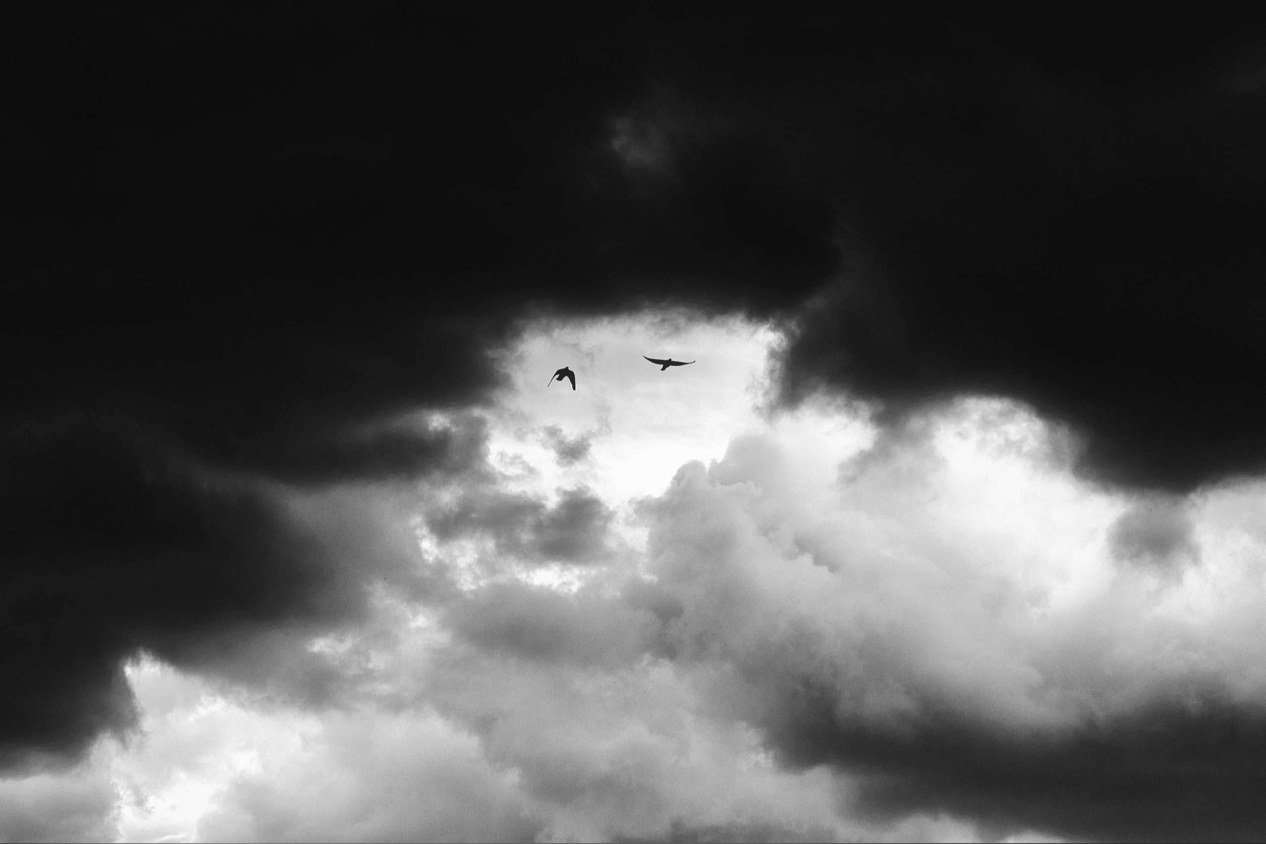 Две птицы летят на фоне драматичных облаков, силуэты на контрастном небе, черно-белая фотография