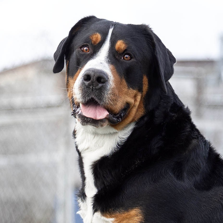 Щенки зенненхунда. Питомник Больших Швейцарских Зенненхундов в Калужской области / Москва