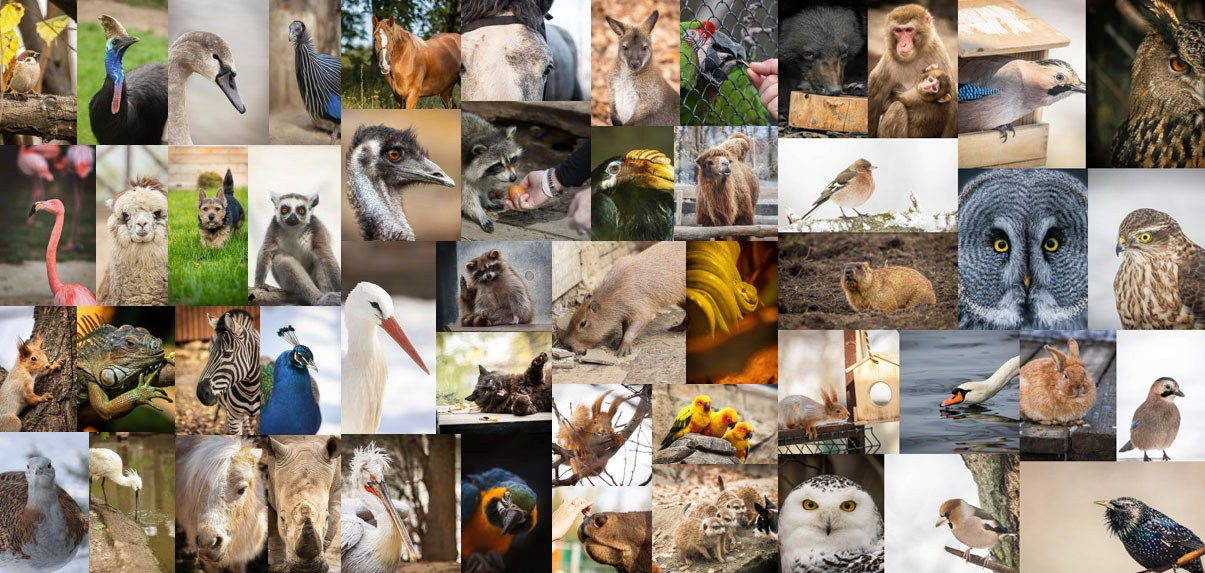 Моя коллекция. Фотограф-АниМалист Анна Абрамова