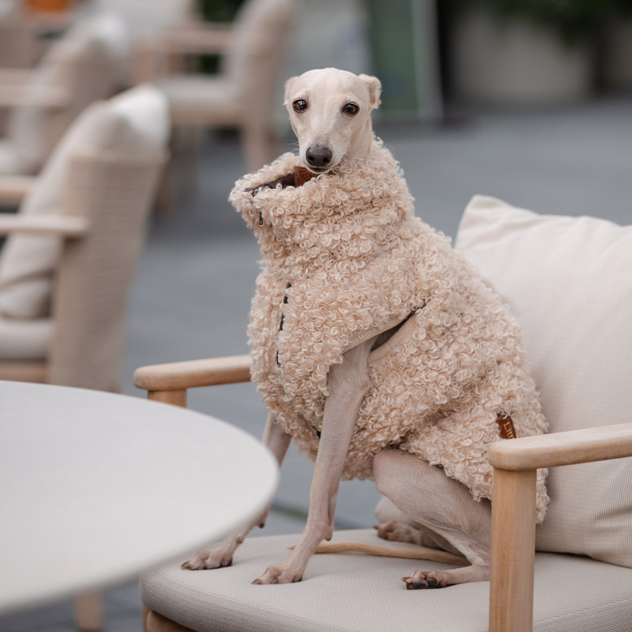 Одежда. Professional Italian Greyhound Kennel RKF/FCI ASTI SAPPHIRE 💎 Sochi|St. Petersburg