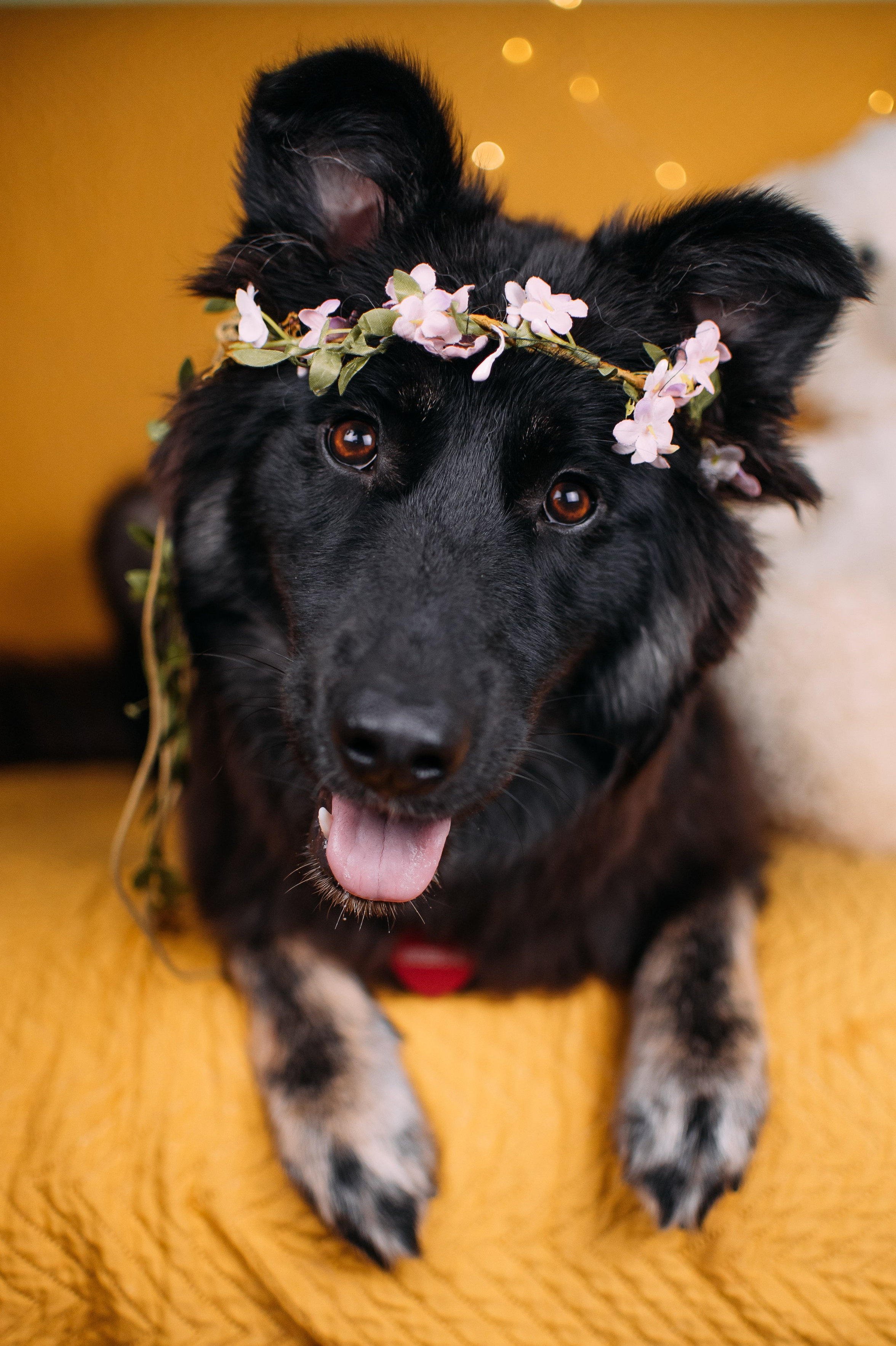 Животные на пристройство. Фотограф-анималист Валерия, Москва, Мытищи