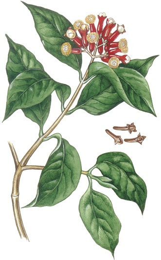 Эфирное масло Гвоздика/Clove. VDAO.RU — исцеляющие практики