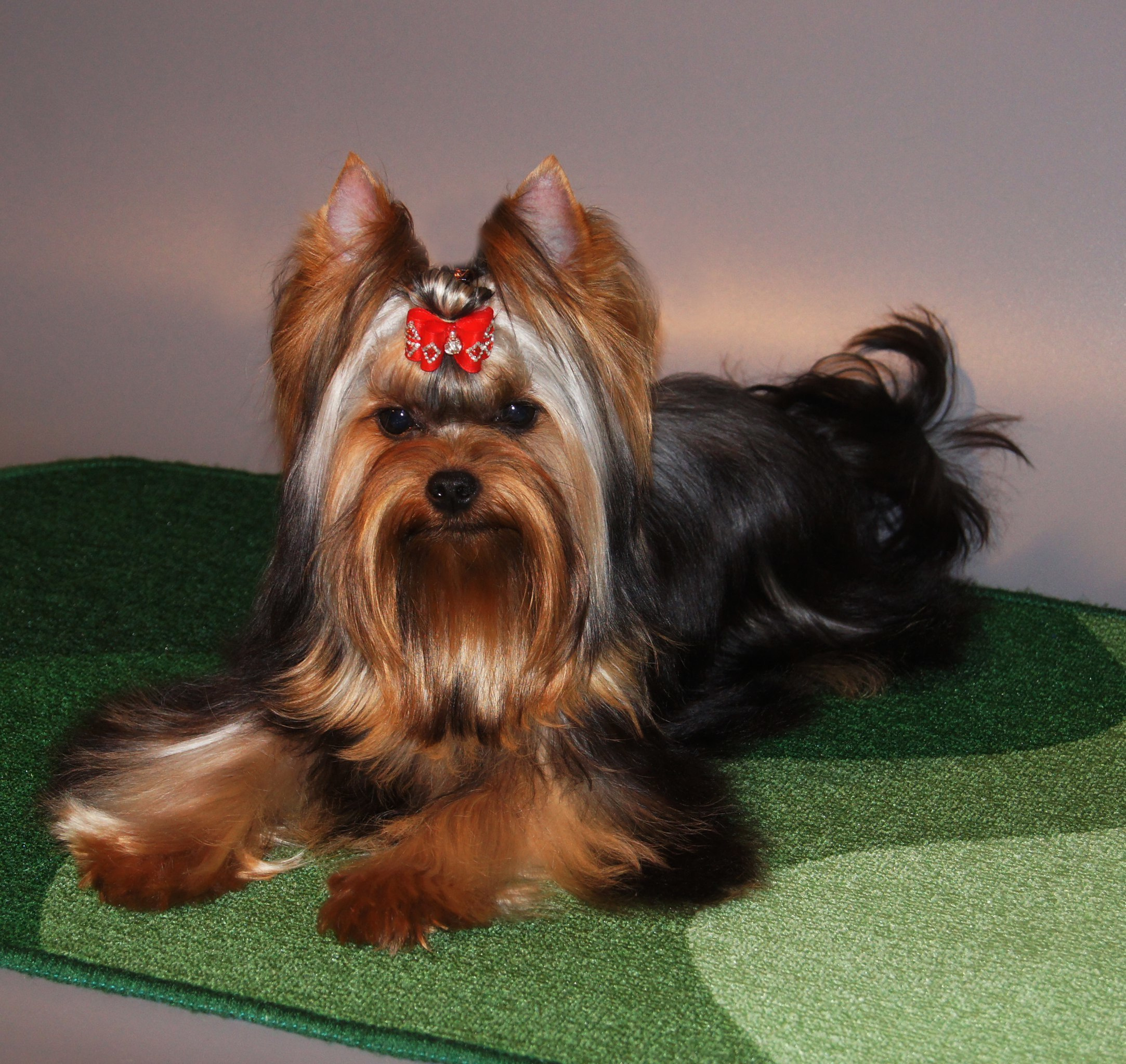 2015 г Результаты выставок. Питомник Йоркширских терьеров Дэнстайл в Санкт-Петербурге заводчик Тих