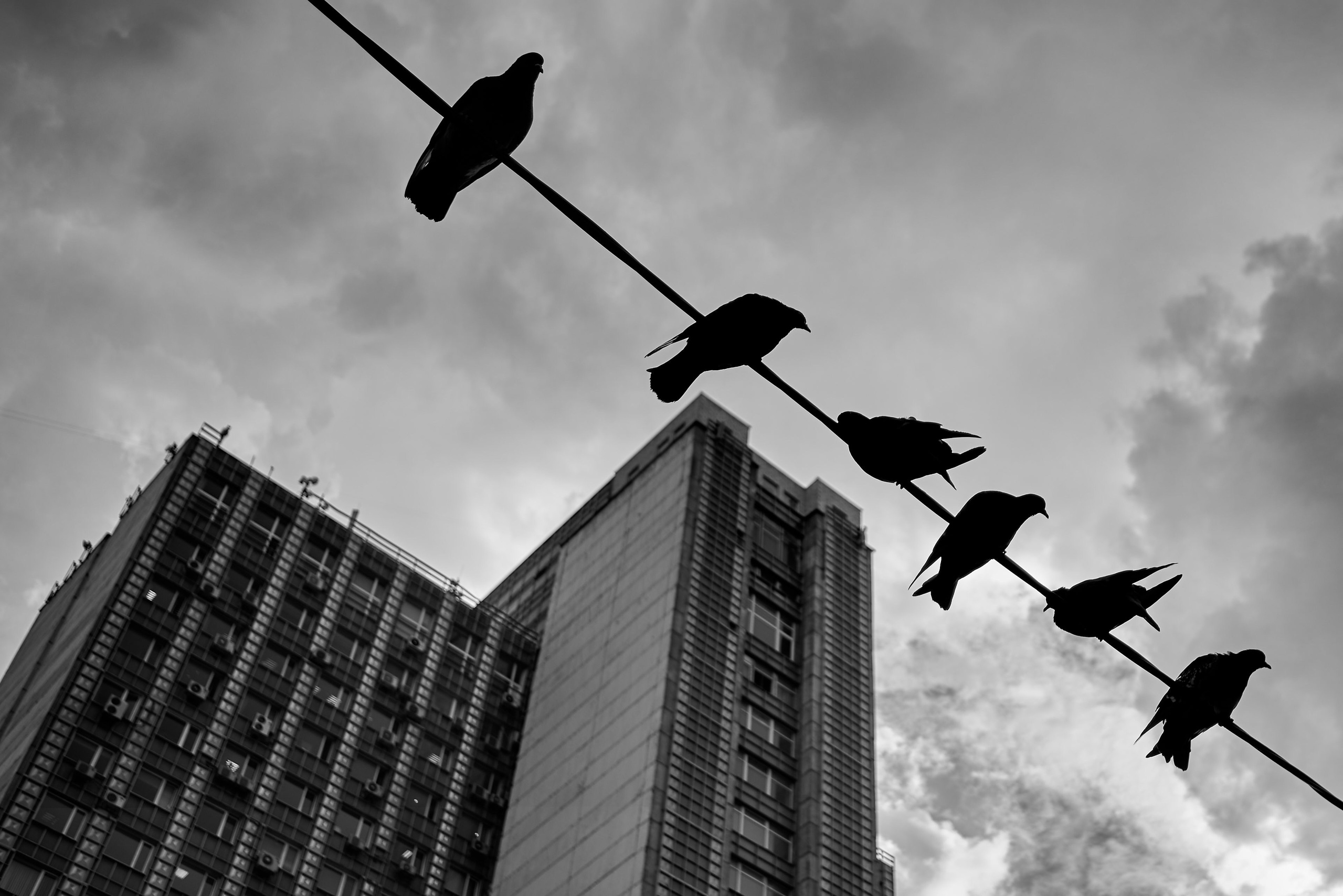 Pigeons on electric wires on a Moscow street. POV: #streetphotography #nikond750 #28mm #djiosmoaction4