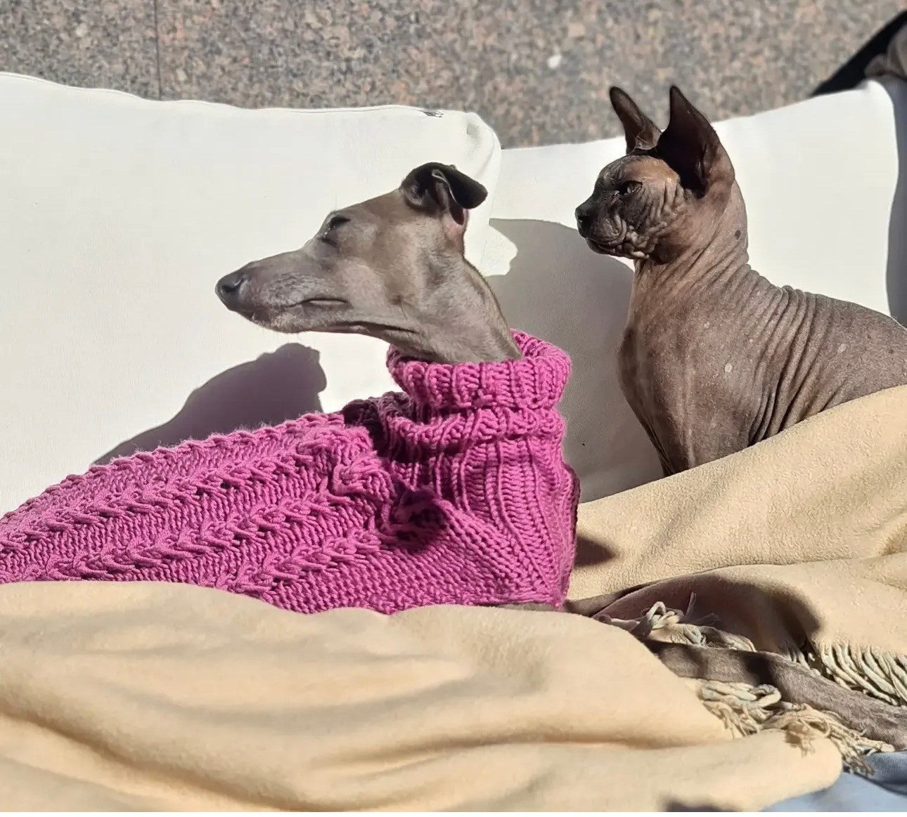 Левретки и кошки. Профессиональный питомник левреток РКФ/FCI ASTI SAPPHIRE 💎 Сочи|Санкт-Петербург