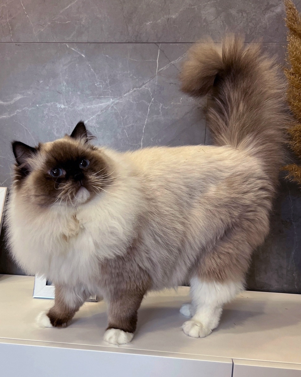 Котята рэгдолл от Loyal Adore. Питомник рэгдолл Loyal Adore