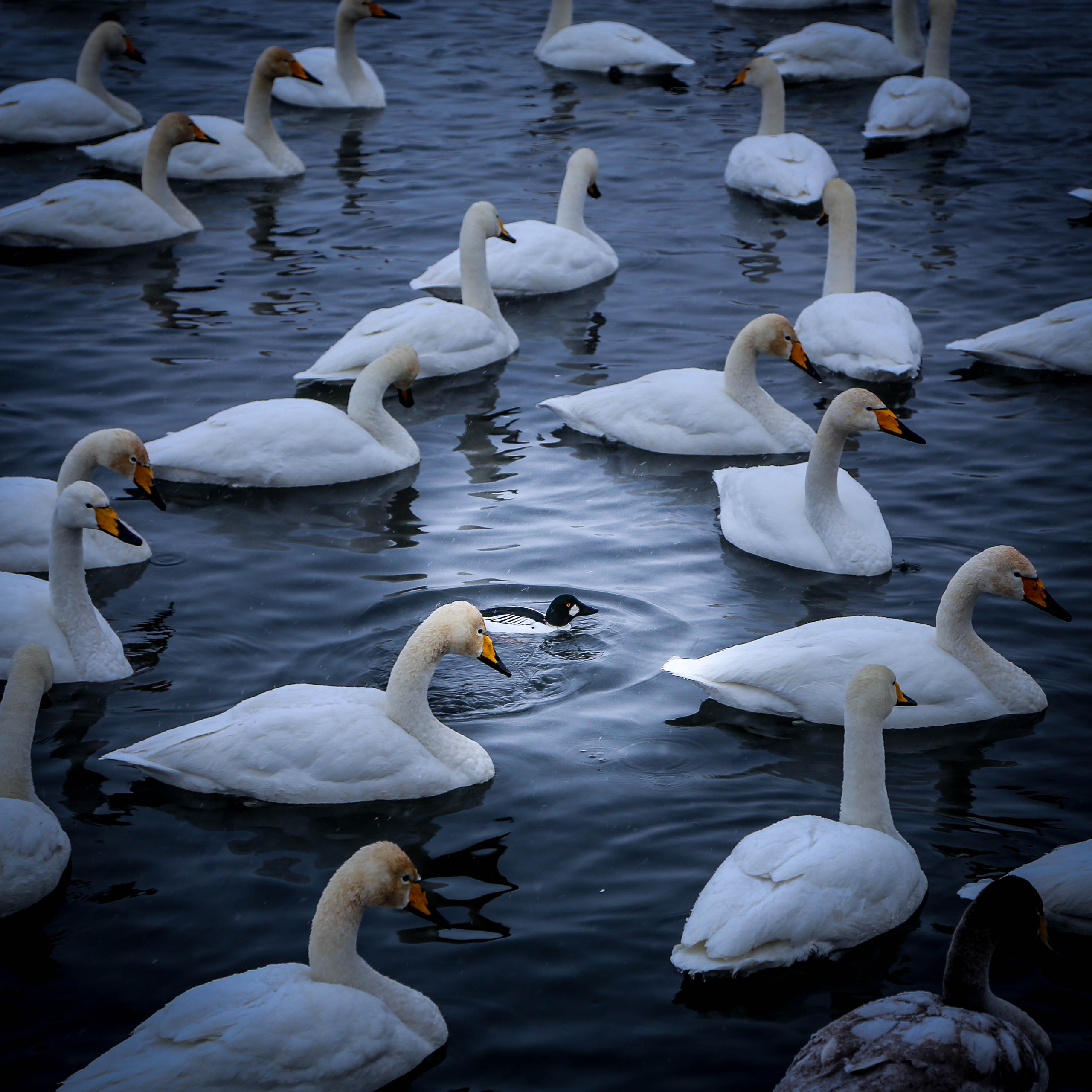 2020 — Горный Алтай. OneSnap