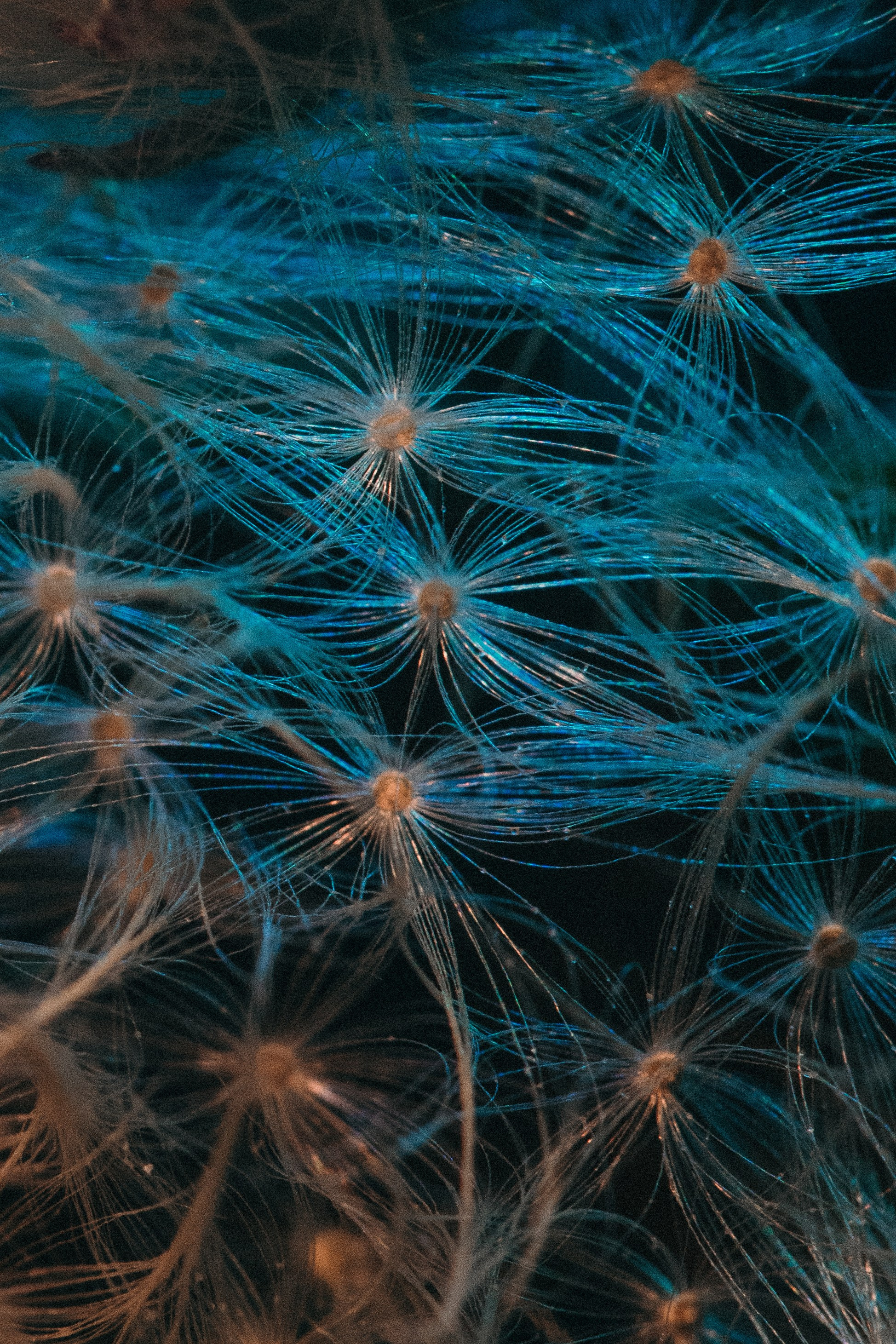 Одуванчики — лето в телефоне. Видеооператор, фотограф в Санкт-Петербурге