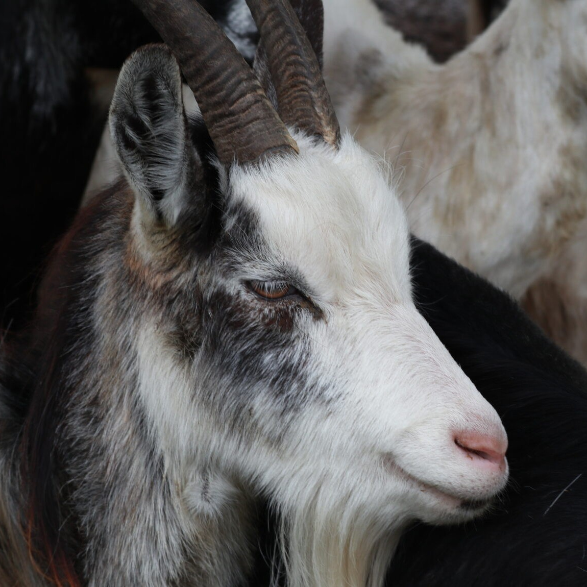 Камерунские козы Уголёк Белка и Стрелка в зоопарке Лесная Братва