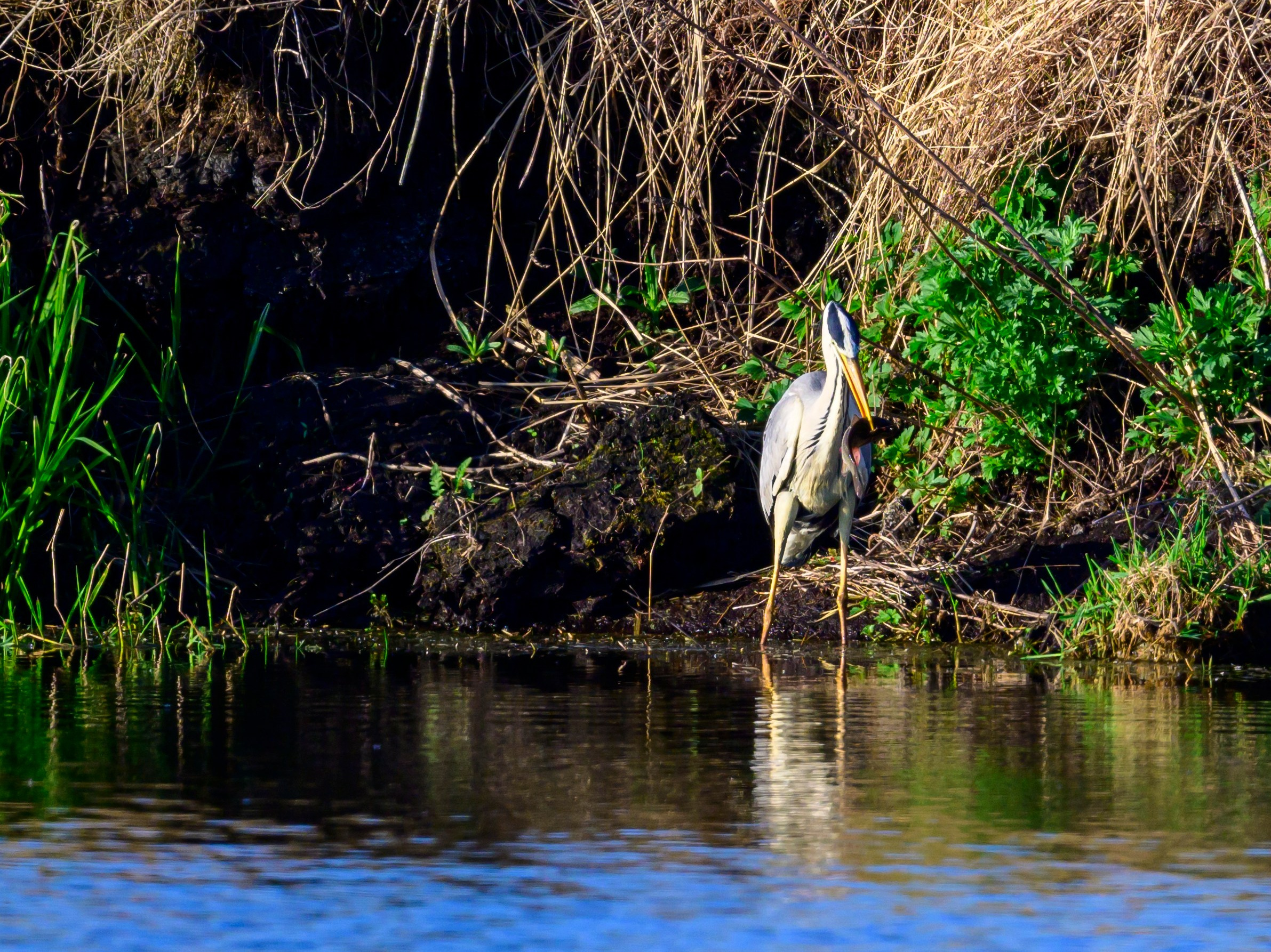 Цапли и совы. Фотограф Сергей Пупонин