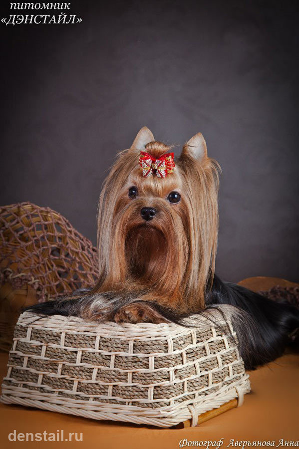 Under The Stars Stribrne Prani. Питомник Йоркширских терьеров Дэнстайл в Санкт-Петербурге заводчик Тих