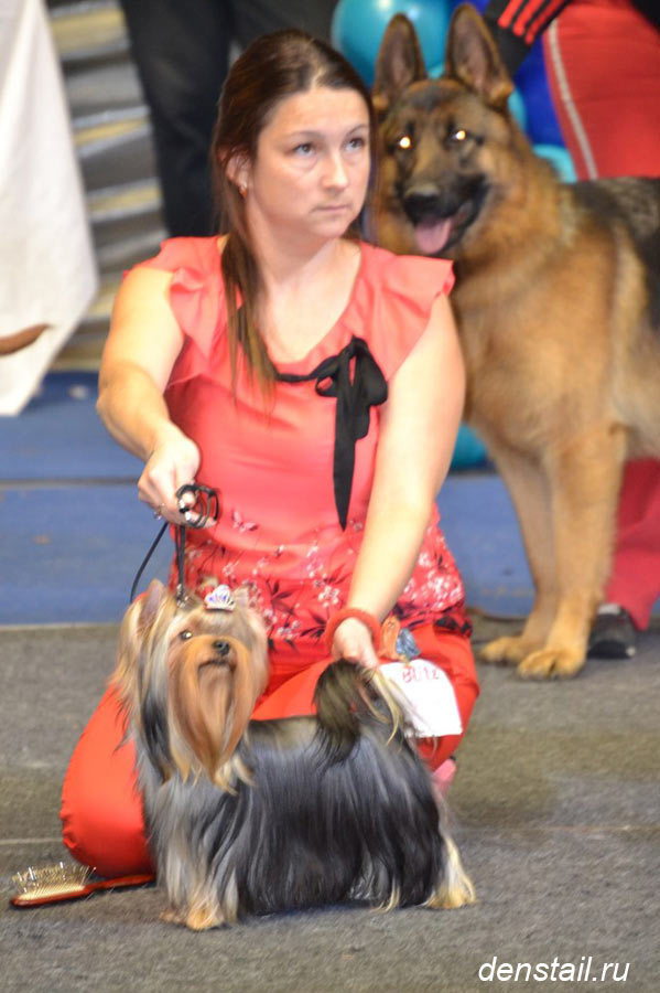 2014 г Результаты выставок. Питомник Йоркширских терьеров Дэнстайл в Санкт-Петербурге заводчик Тих