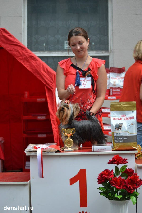 2014 г Результаты выставок. Питомник Йоркширских терьеров Дэнстайл в Санкт-Петербурге заводчик Тих
