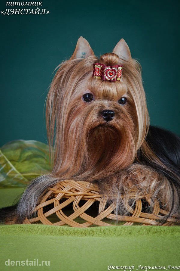 Under The Stars Stribrne Prani. Питомник Йоркширских терьеров Дэнстайл в Санкт-Петербурге заводчик Тих