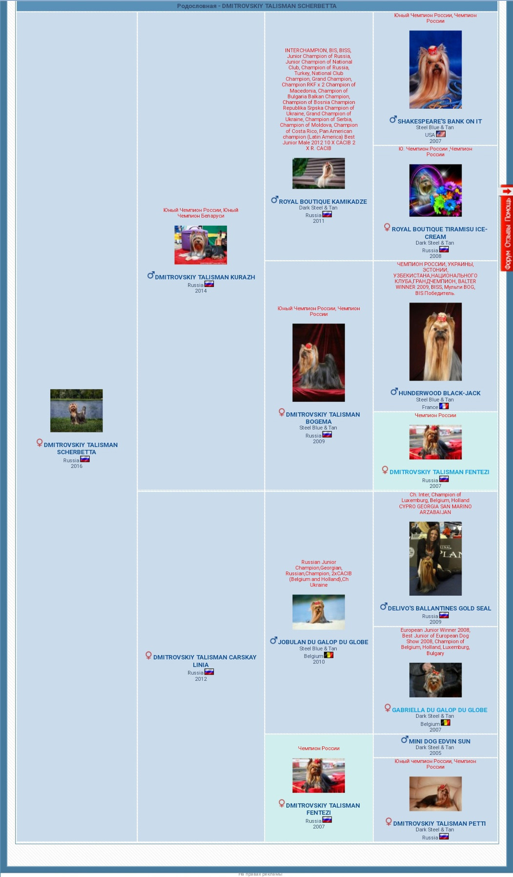 Дмитровский Талисман Щербетта. Питомник Йоркширских терьеров Дэнстайл в Санкт-Петербурге заводчик Тих