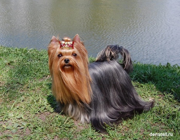 Red Angel Stribrne Prani. Питомник Йоркширских терьеров Дэнстайл в Санкт-Петербурге заводчик Тих
