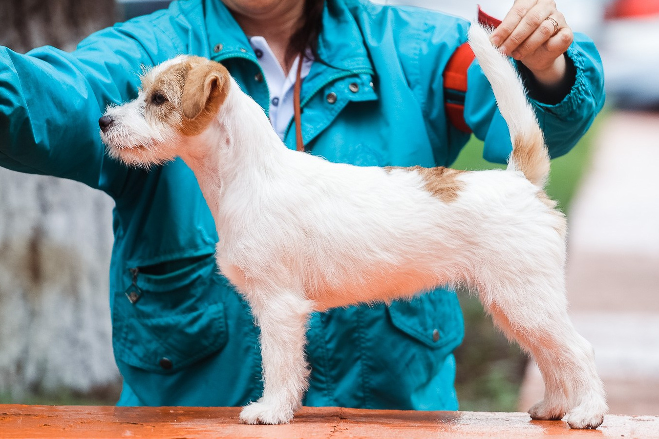 АРХИВ ПОМЕТОВ. Щенки джек рассел терьера, питомник РКФ, питомник джек рассел терьеров, питомник Порт Фортис, kennel PORT FORTIS