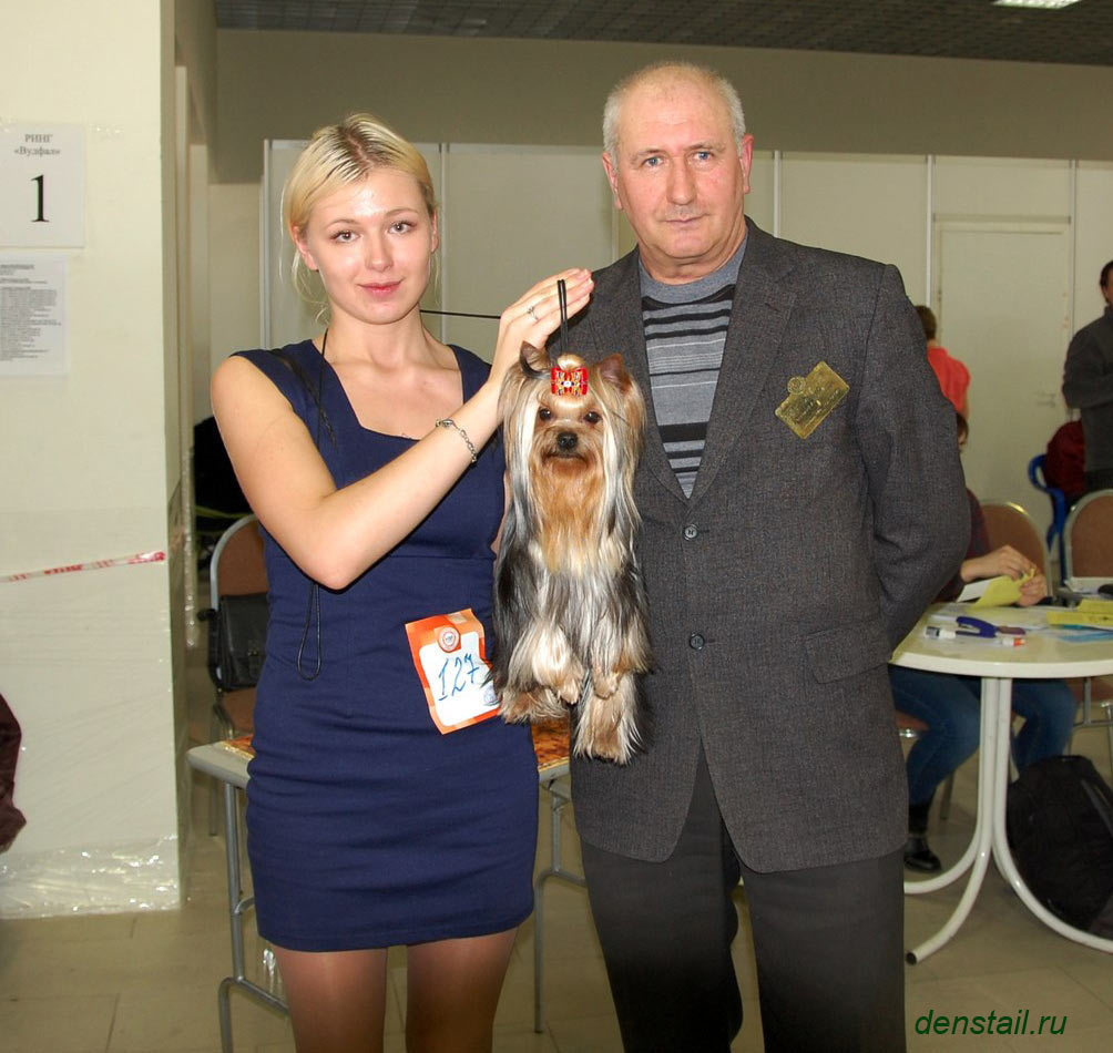2015 г Результаты выставок. Питомник Йоркширских терьеров Дэнстайл в Санкт-Петербурге заводчик Тих