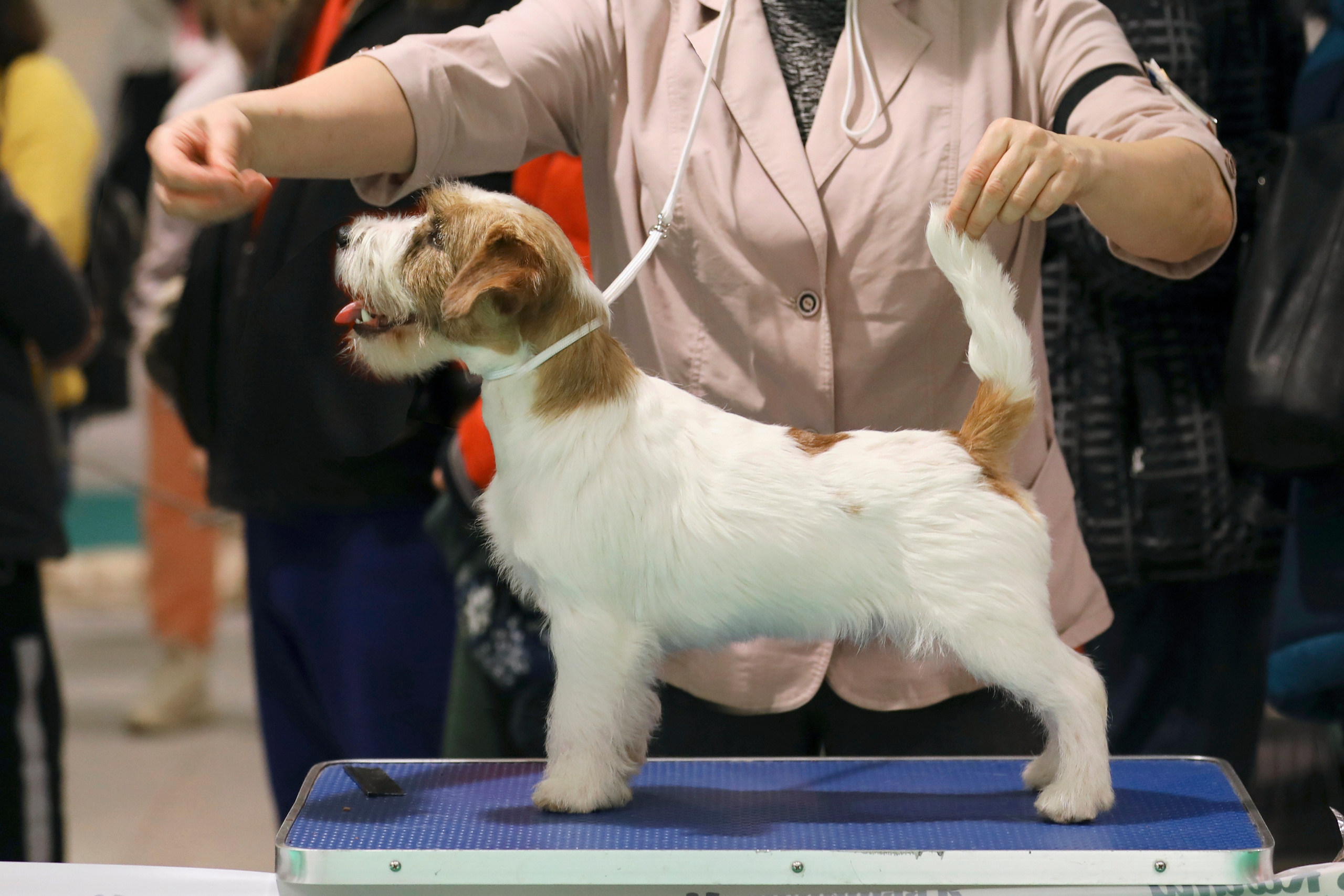 Port Fortis Zoom Zoom