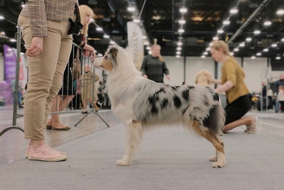 Д-помёт. BLGKV питомник собак