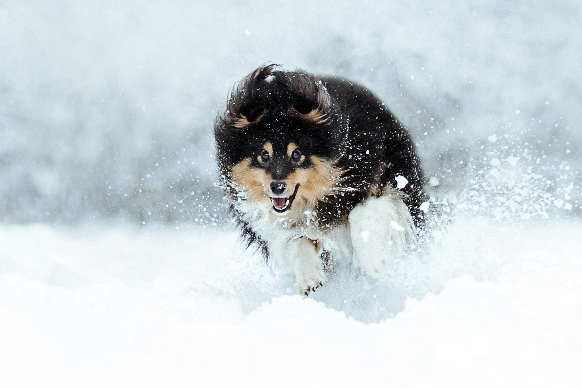 Сколько стоит быть фотографом-анималистом?