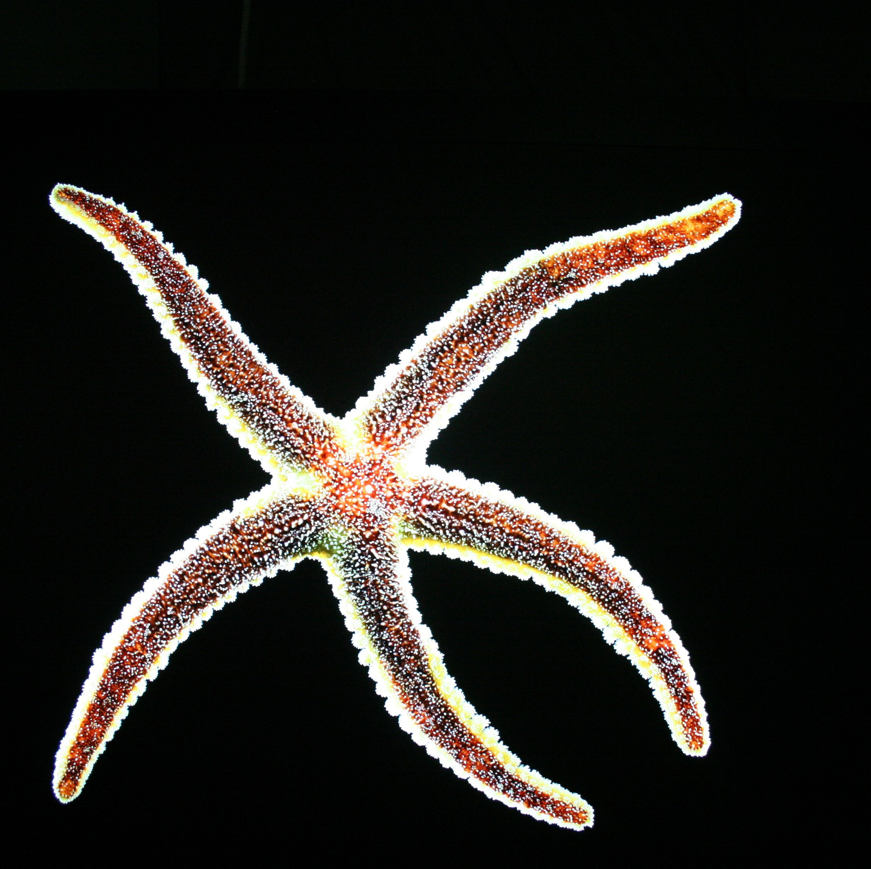 Услуги. Креативный фотограф