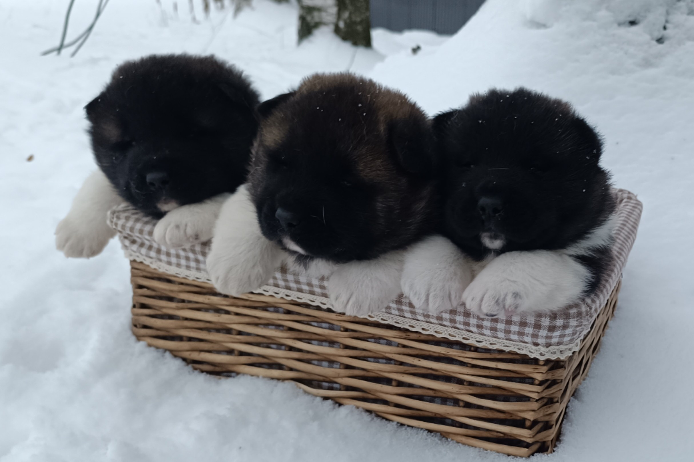 ПОМЕТЫ американских акит. AMERICAN AKITA RUBYLIGHT KENNEL I SHIBA-INU