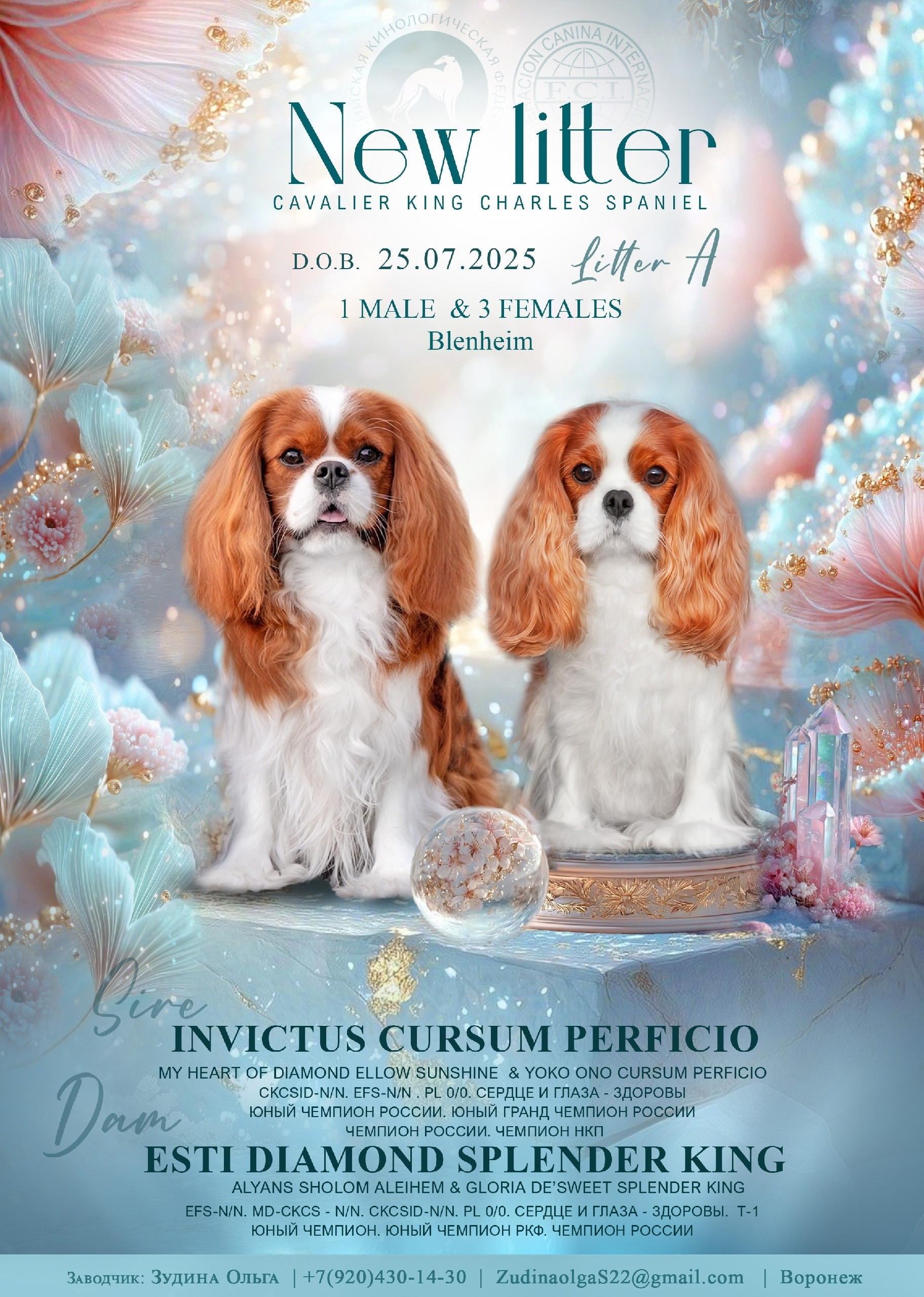 Щенки. Питомник кавалер кинг чарльз спаниелей