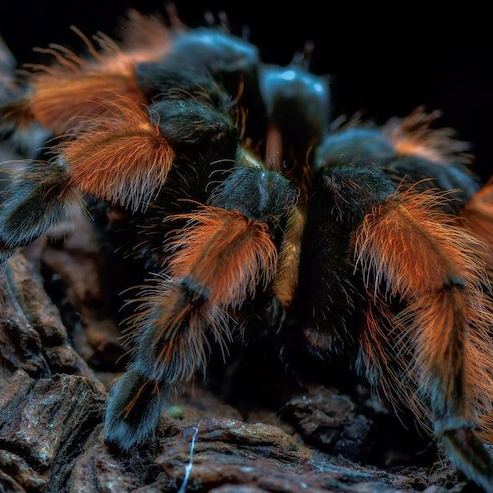 Террариум — рептилии и амфибии в зоопарке «Лесная Братва» Екатеринбург. Зоопарк уникальных животных Лесная братва