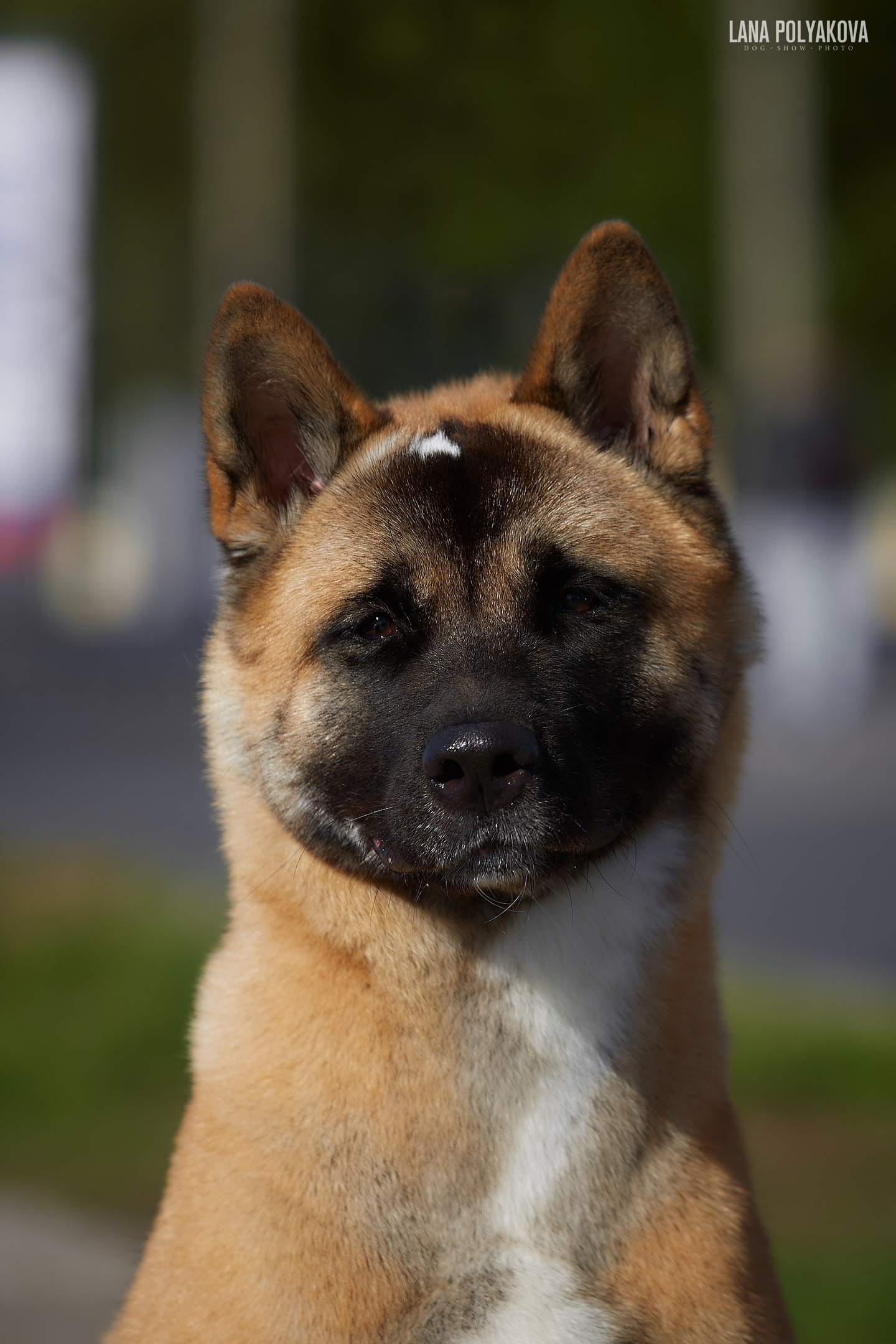 Atica on a visit. AMERICAN AKITA RUBYLIGHT KENNEL I SHIBA-INU
