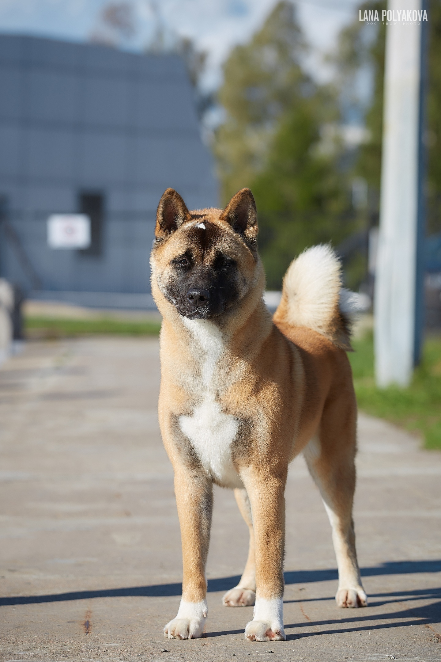 Atica on a visit. AMERICAN AKITA RUBYLIGHT KENNEL I SHIBA-INU