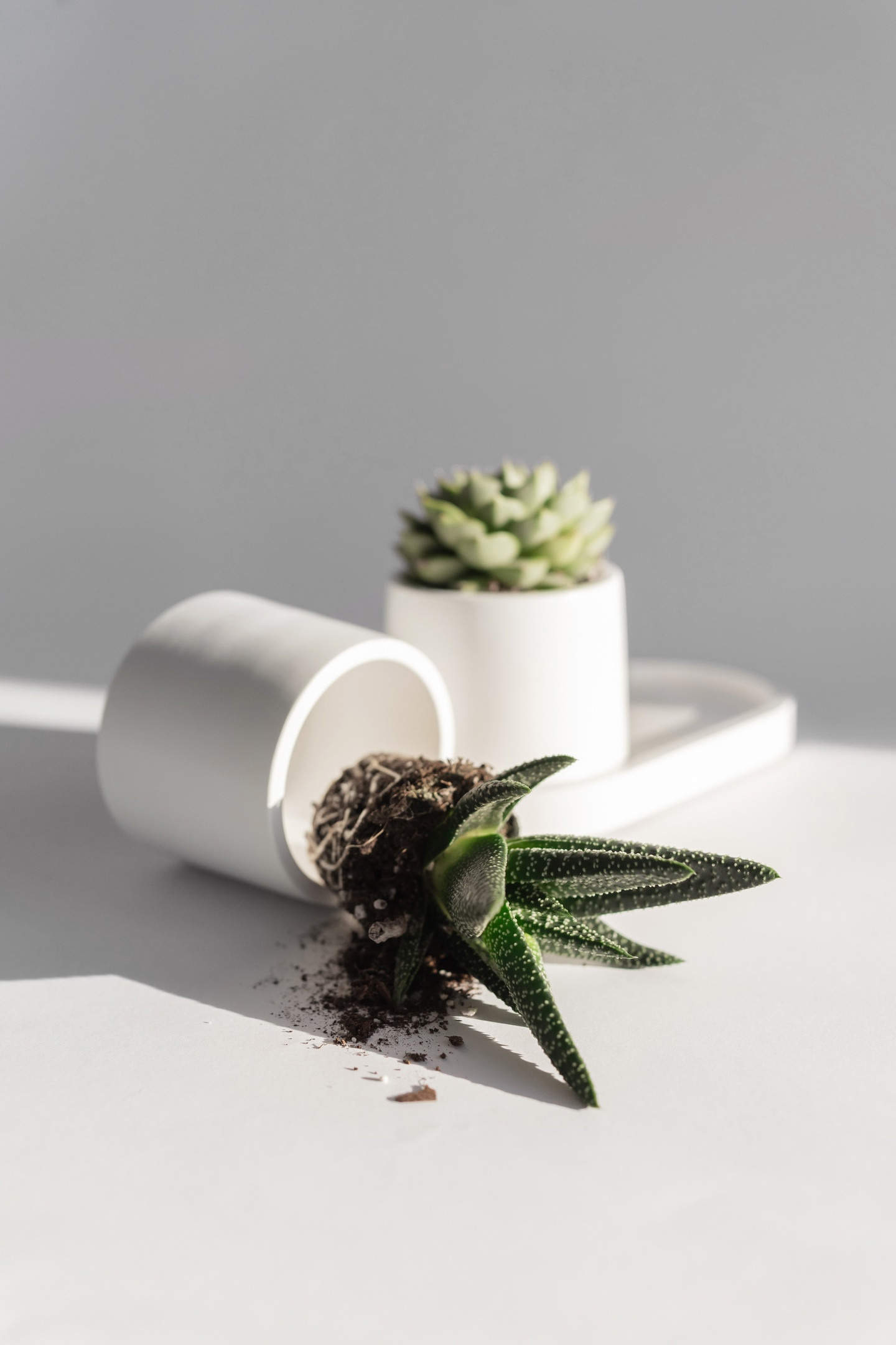 Предметный фотограф Москва