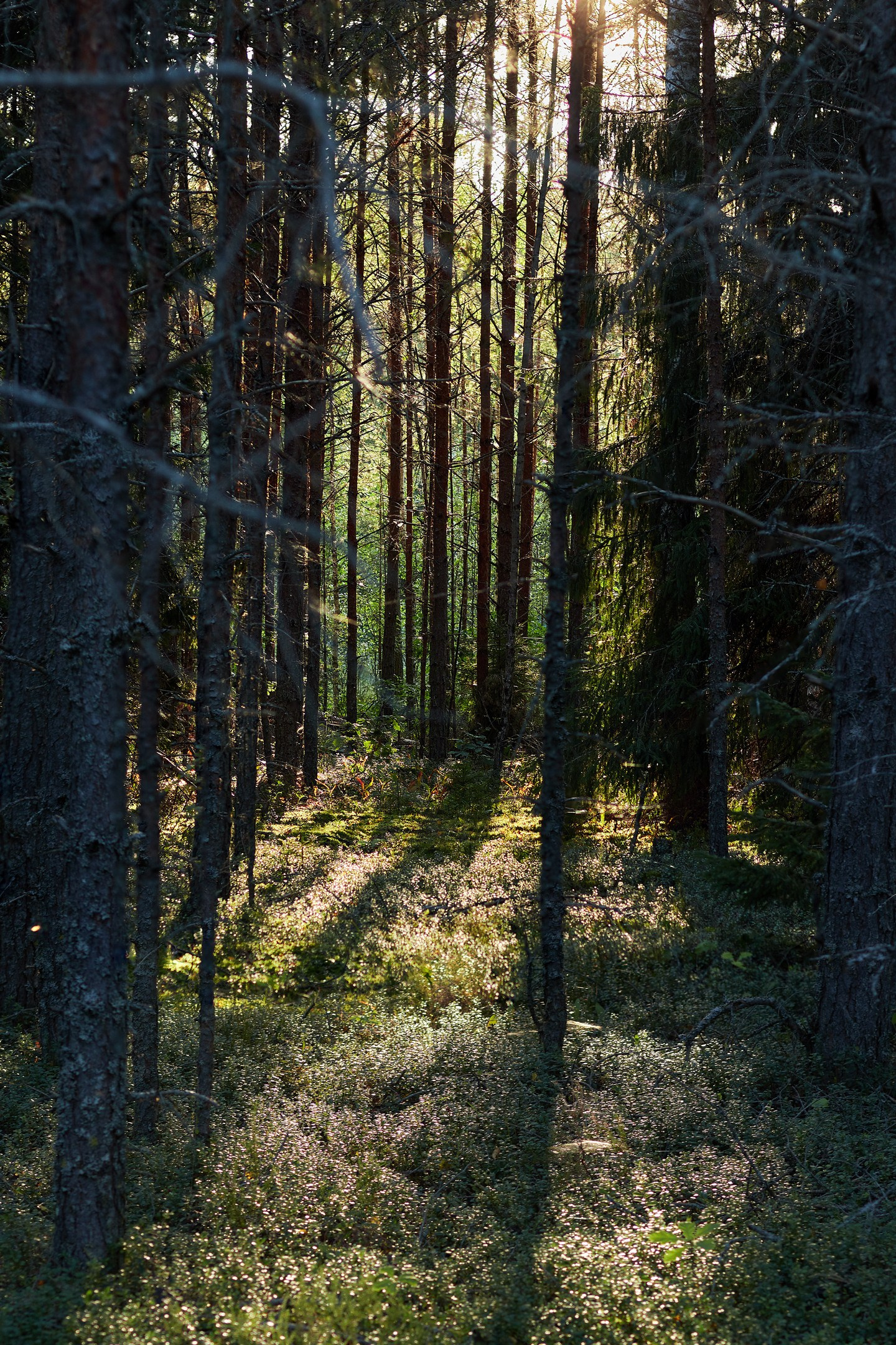 夏季在维什尼沃洛乔克 – 捕捉大自然四季的摄影系列