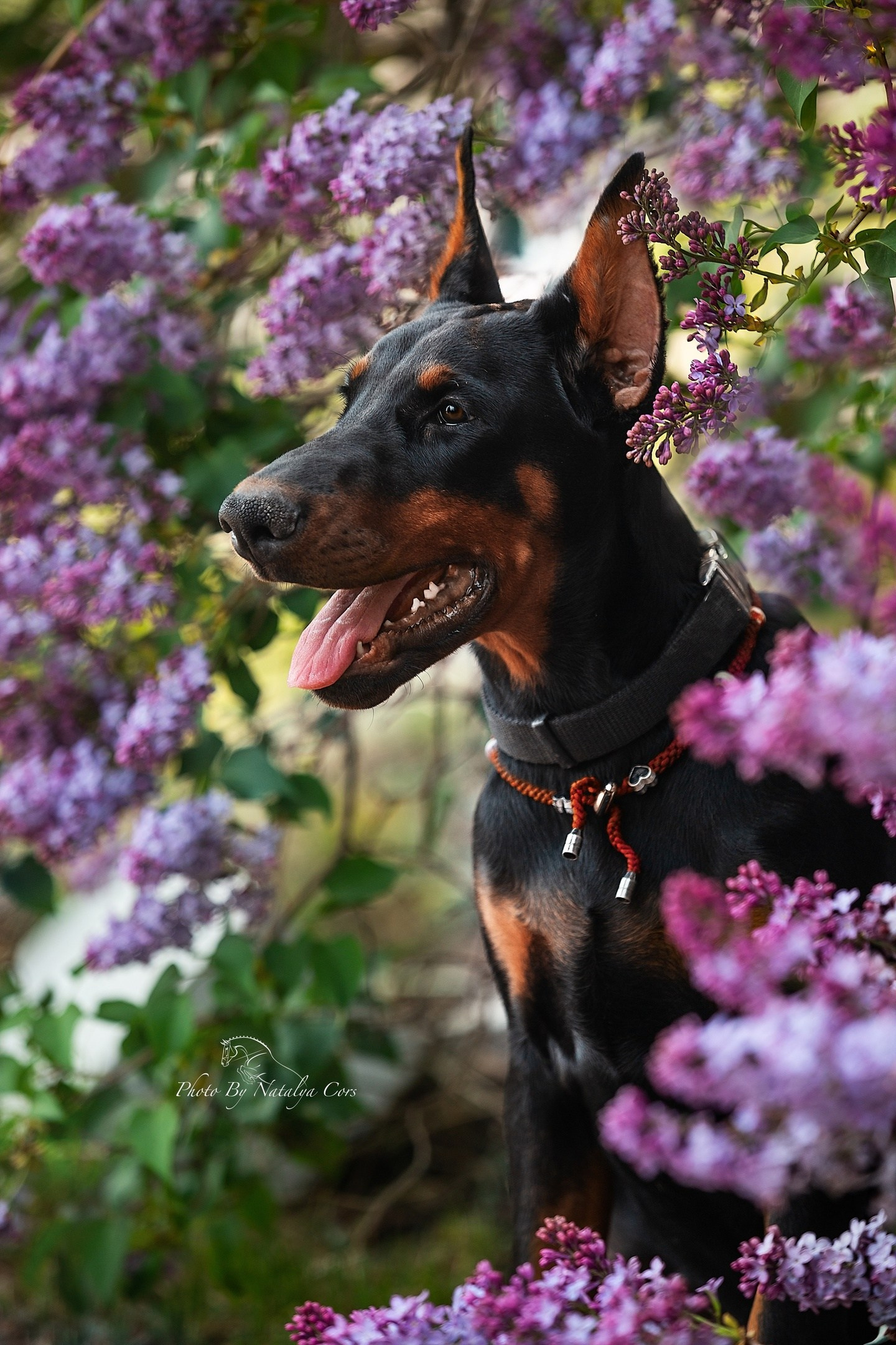 Фотограф собак, фотограф анималист, фотограф Екатеринбург, фотосессия собаки, фото собаки, экстерьерная сьемка собаки, фотограф анималист Екатеринбург
