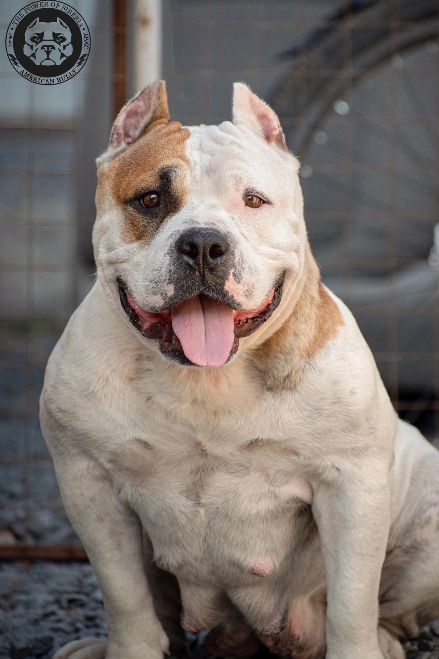 официальный питомник American Bully в Волгограде