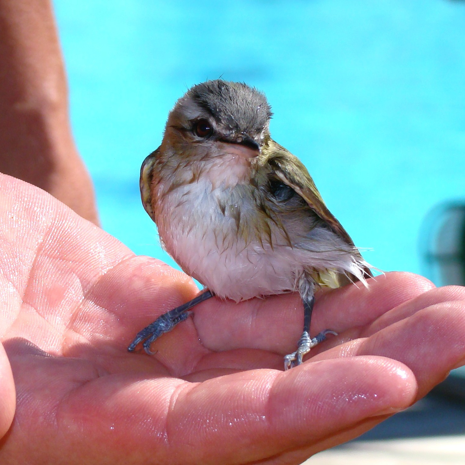 Стоимость услуг фотосъемки в Санкт -Петербурге. Фотограф в Санкт-Петербурге Наталия Денисова