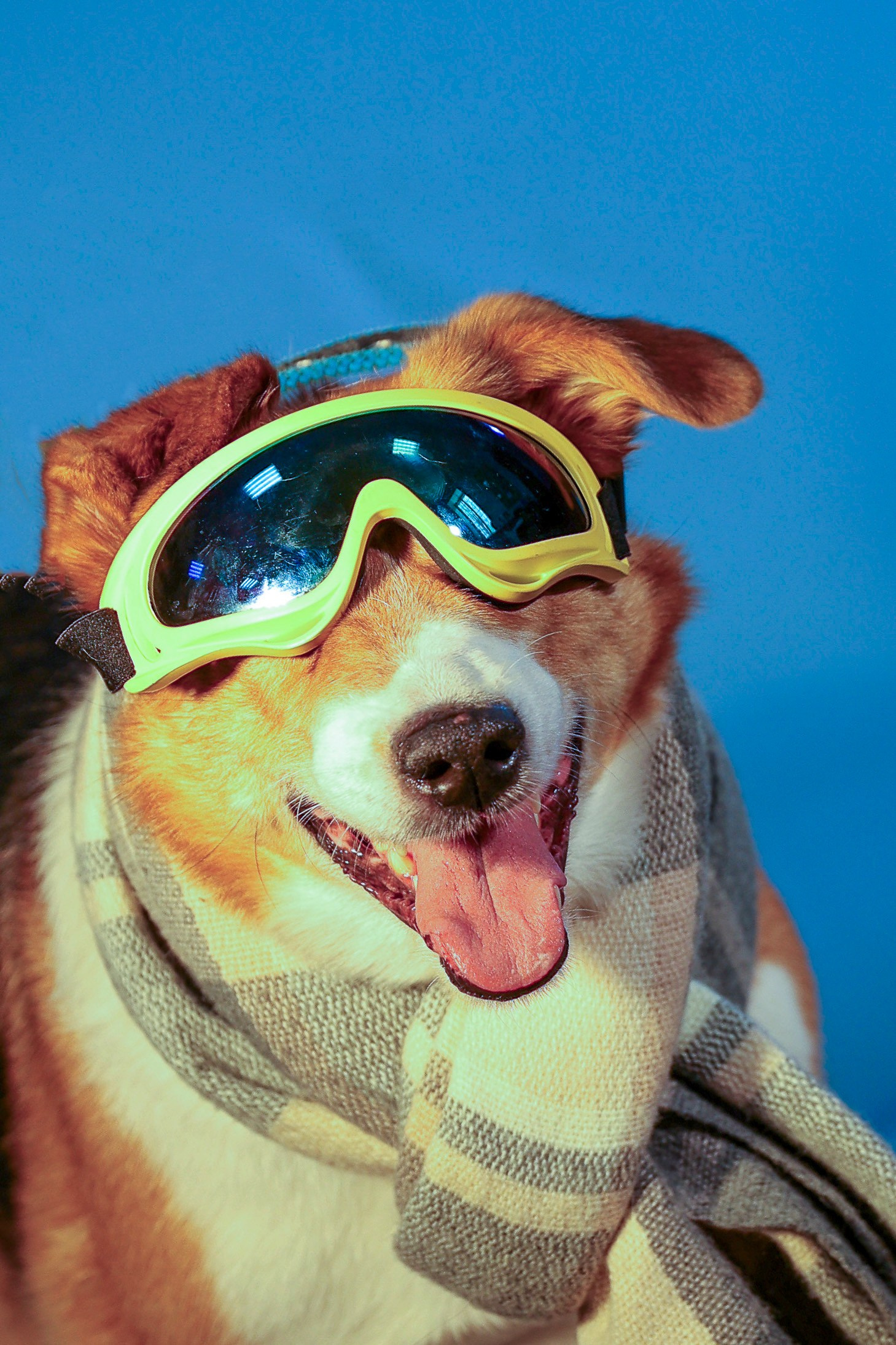 Приют четвероногий АНГЕЛ. Фотограф 📸 семейный, предметный, репортажный