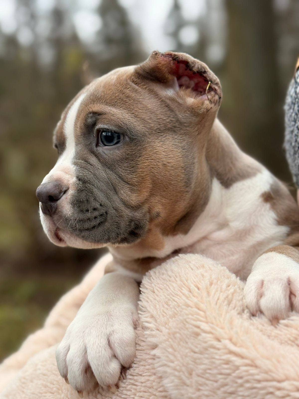 Щенки в продаже. SANGRES FRESCA | Питомник американских булли в Московской области